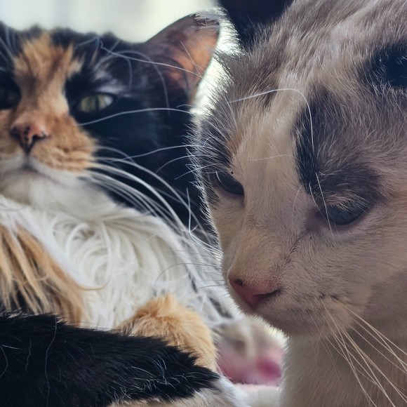 purrsandpetals